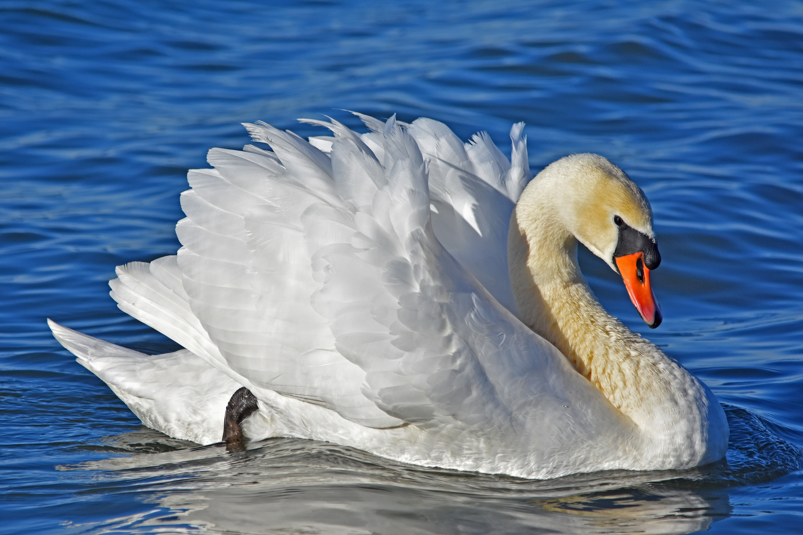 Ihre Majestät, der Schwan von Lohengrin