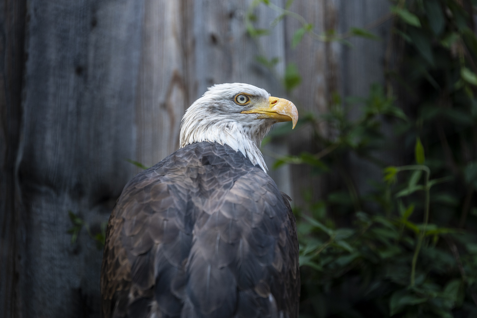 Ihre Majestät - Der Seeadler