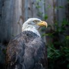 Ihre Majestät - Der Seeadler