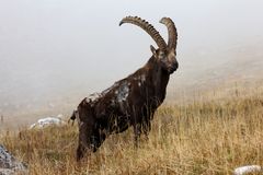 Ihre Majestät der Steinbock