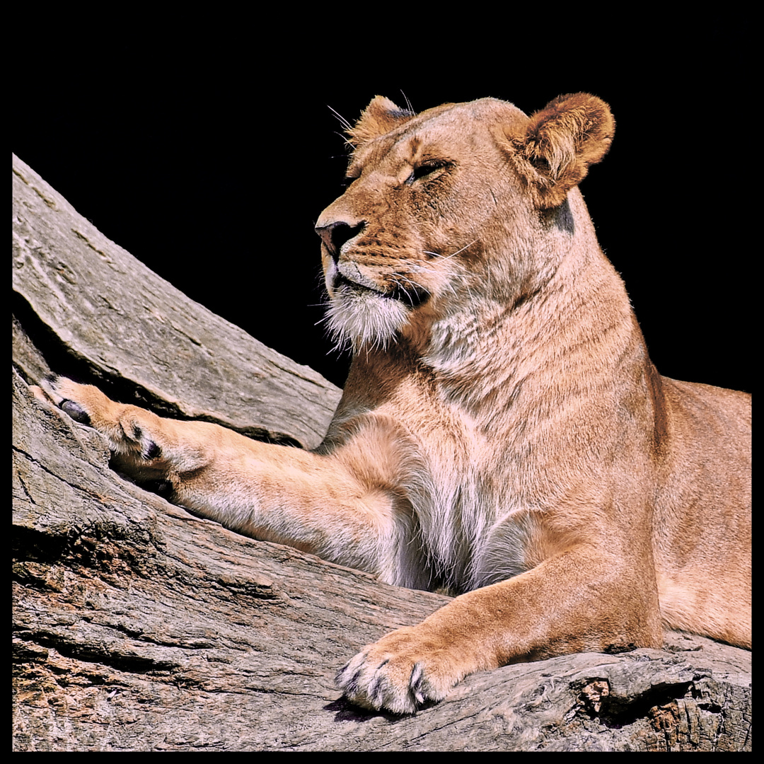 Ihre Majestät die Löwin Foto & Bild | natur, katze ...