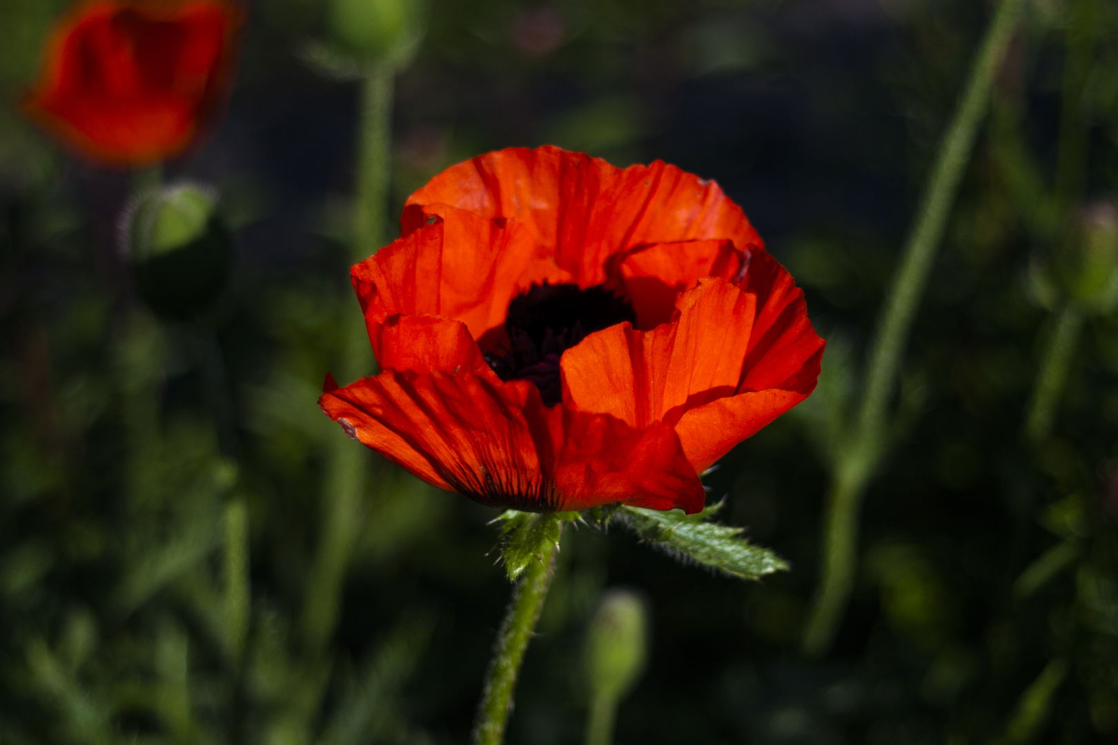 ihre Majestät, Klatschmohn