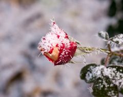 Ihre Schönheit ist Erfroren