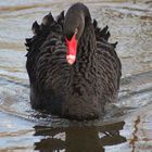 "Ihre schwarze Majestät", Trauerschwan (Cygnus atratus)