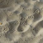 Ihre Spuren im Sand ...