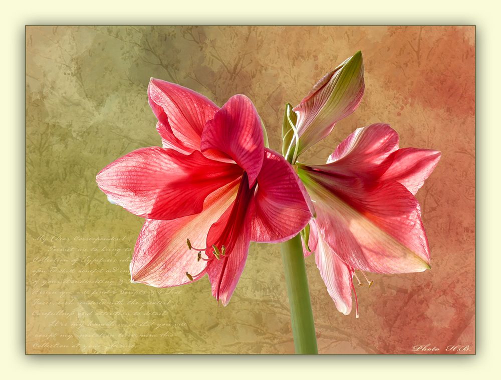 Ihre Zeit ist jetzt.....Ritterstern oder Amaryllis