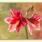 Ihre Zeit ist jetzt.....Ritterstern oder Amaryllis