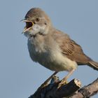 Ihre Zugehörigkeit zur Ordnung der Singvögel...