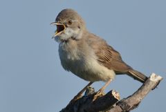 Ihre Zugehörigkeit zur Ordnung der Singvögel...