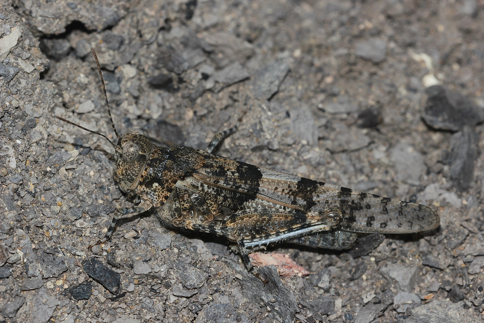 (II) Die Blauflügelige Sandschrecke (Sphingonotus caerulans)