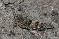 (II) Die Blauflügelige Sandschrecke (Sphingonotus caerulans)