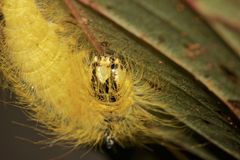 (II) Die Woll- oder Pudeleule (Acronicta leporina) - ein Portrait