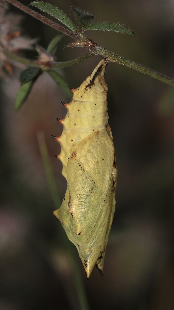 II - Eine ganz frische Puppe des Tagpfauenauges (Aglais io)