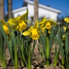 II. Endlich Frühling...