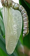 (II) Flügelentwicklung bei der weiblichen Blaugrünen Mosaikjungfer (Aeshna cyanea)