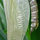 (II) Flügelentwicklung bei der weiblichen Blaugrünen Mosaikjungfer (Aeshna cyanea)