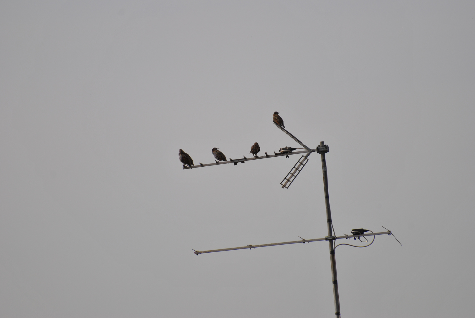 Içi les étourneaux a l antenne !!!!!