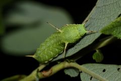 (II) Vorderansicht der Raupe des Nagelflecks (Aglia tau)