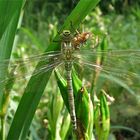 (III) Die Flügel der weiblichen Blaugrünen Mosaikjungfer (Aeshna cyanea) sind fertig, . . .