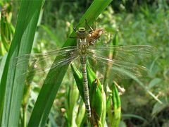 (III) Die Flügel der weiblichen Blaugrünen Mosaikjungfer (Aeshna cyanea) sind fertig, . . .