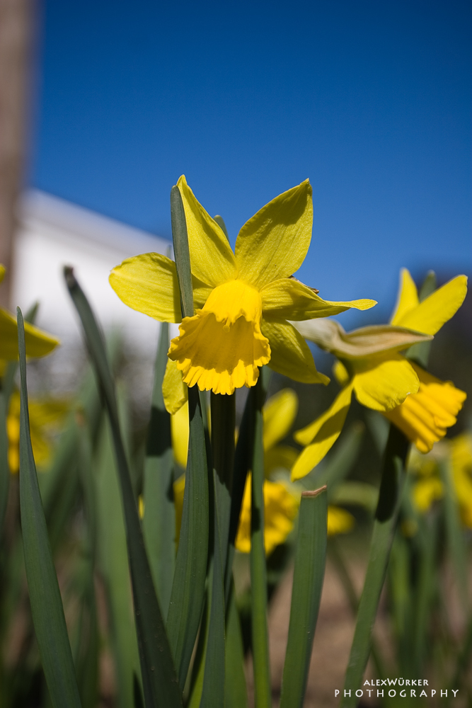 III. Endlich Frühling...