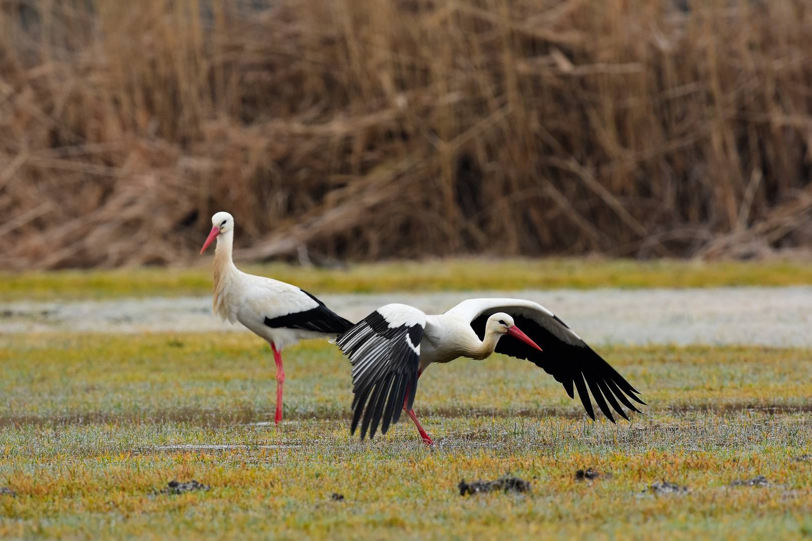 III In den Auen - rastende Weißstörche auf dem Vogelzug