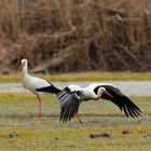 III In den Auen - rastende Weißstörche auf dem Vogelzug