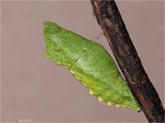 IIIch warte auf den Frühling... II