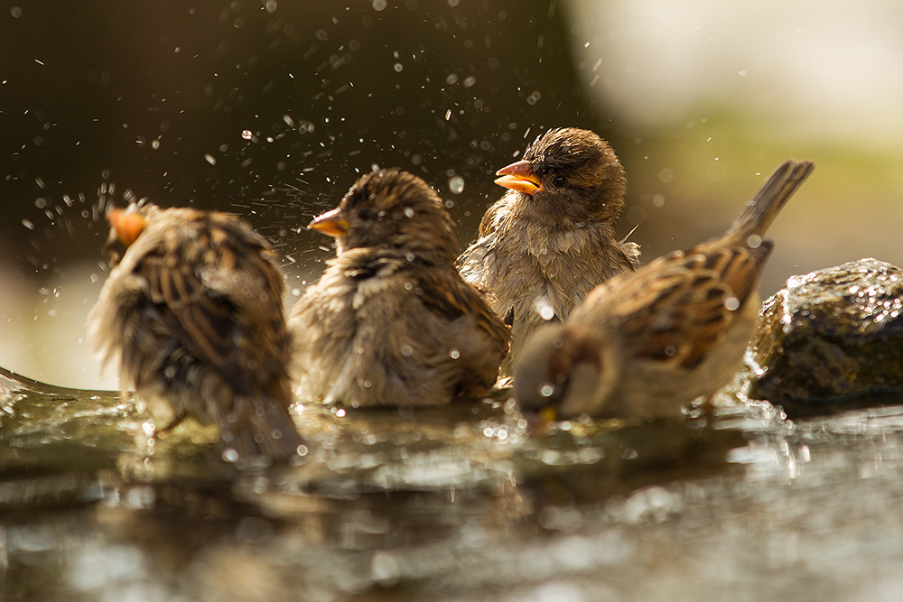 iiihh, der hat ins Wasser gep....