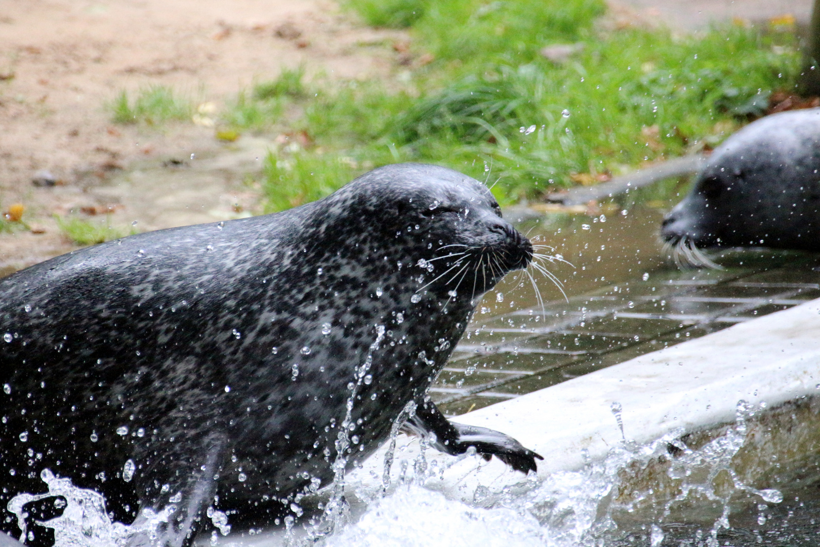 Iiihhh, das Wasser ist so nass ....