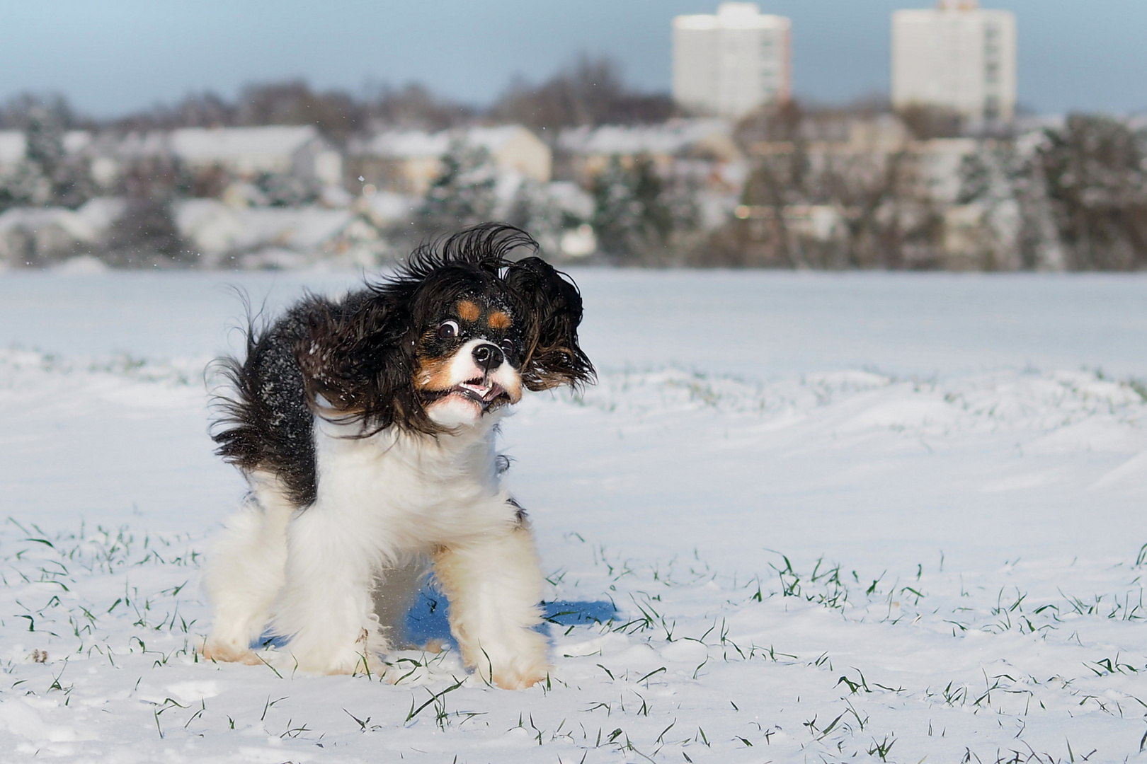 Iiiih ! Schnee ist ja nass !!