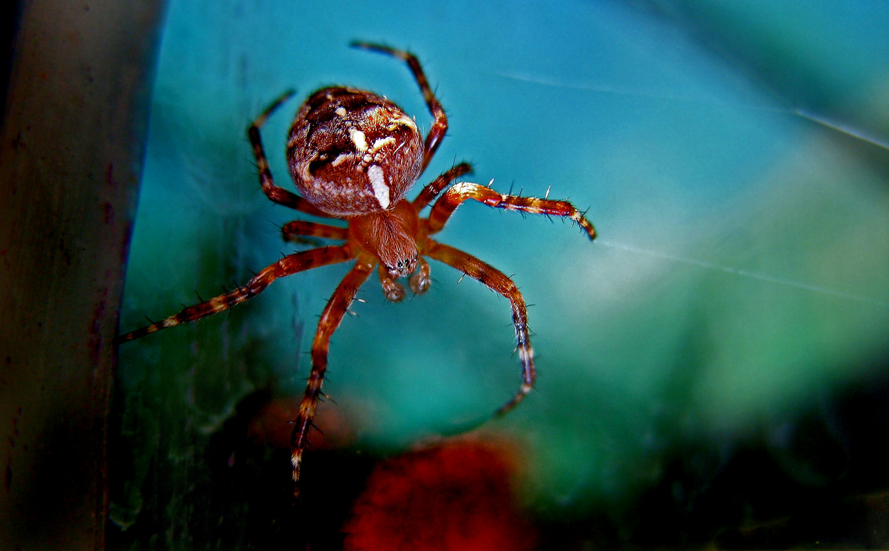 "Iiiiih ..... ne Spinne" - und ein Gedicht dazu