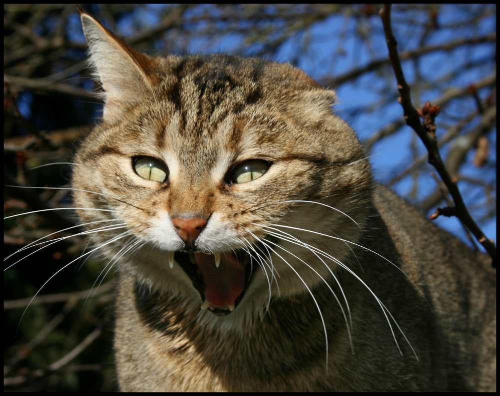 Iiiiih.........eine Maus!!!!