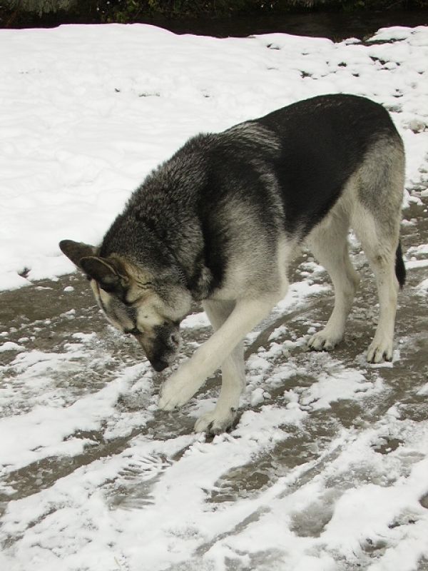 Iiiiiih bäh ich glaub ich hab da Schnee an der Pfote :-S ;-)