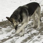 Iiiiiih bäh ich glaub ich hab da Schnee an der Pfote :-S ;-)