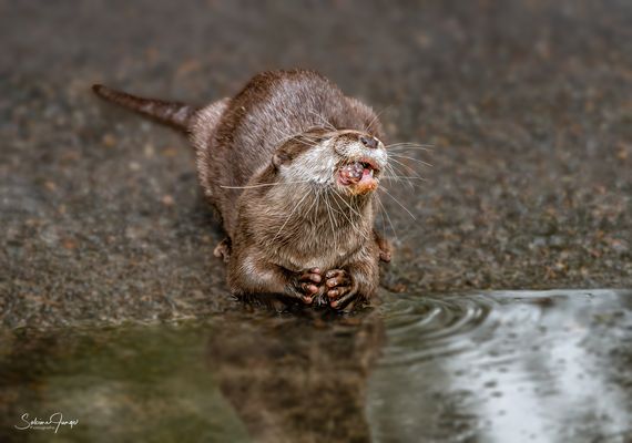 Iiiiiih, der Fisch ist nicht frisch!