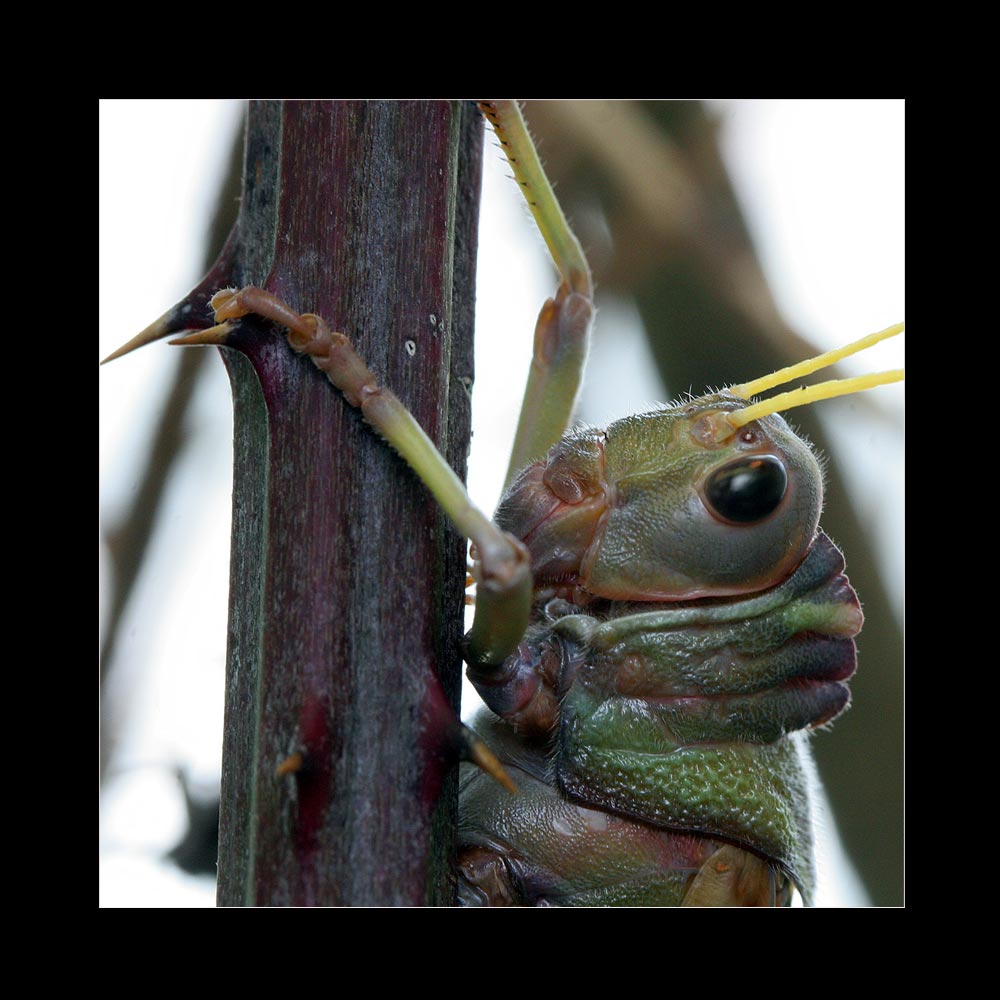 iiiiiiiiiiigitt, was ist denn das für ein Viech ?? Foto & Bild tiere, zoo, wildpark