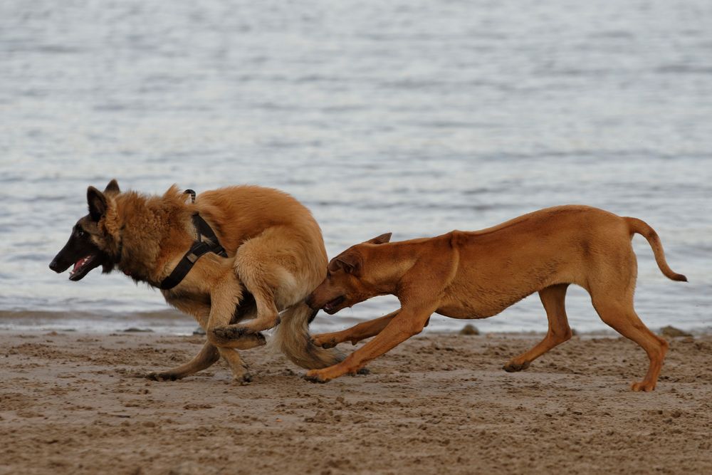 iiiiiiiiiiiiiiihhhh hast du ne kalte Nase Foto &amp; Bild tiere