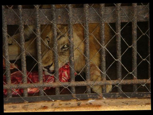 IIIIIIIIIIIIIIIIIIFressen+gefressen werdeNIIIIIIIIIIIIIIIIIIIII