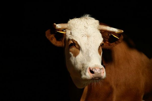 II.................Ja!........die Kuh aus dem Dortmunder Zoo