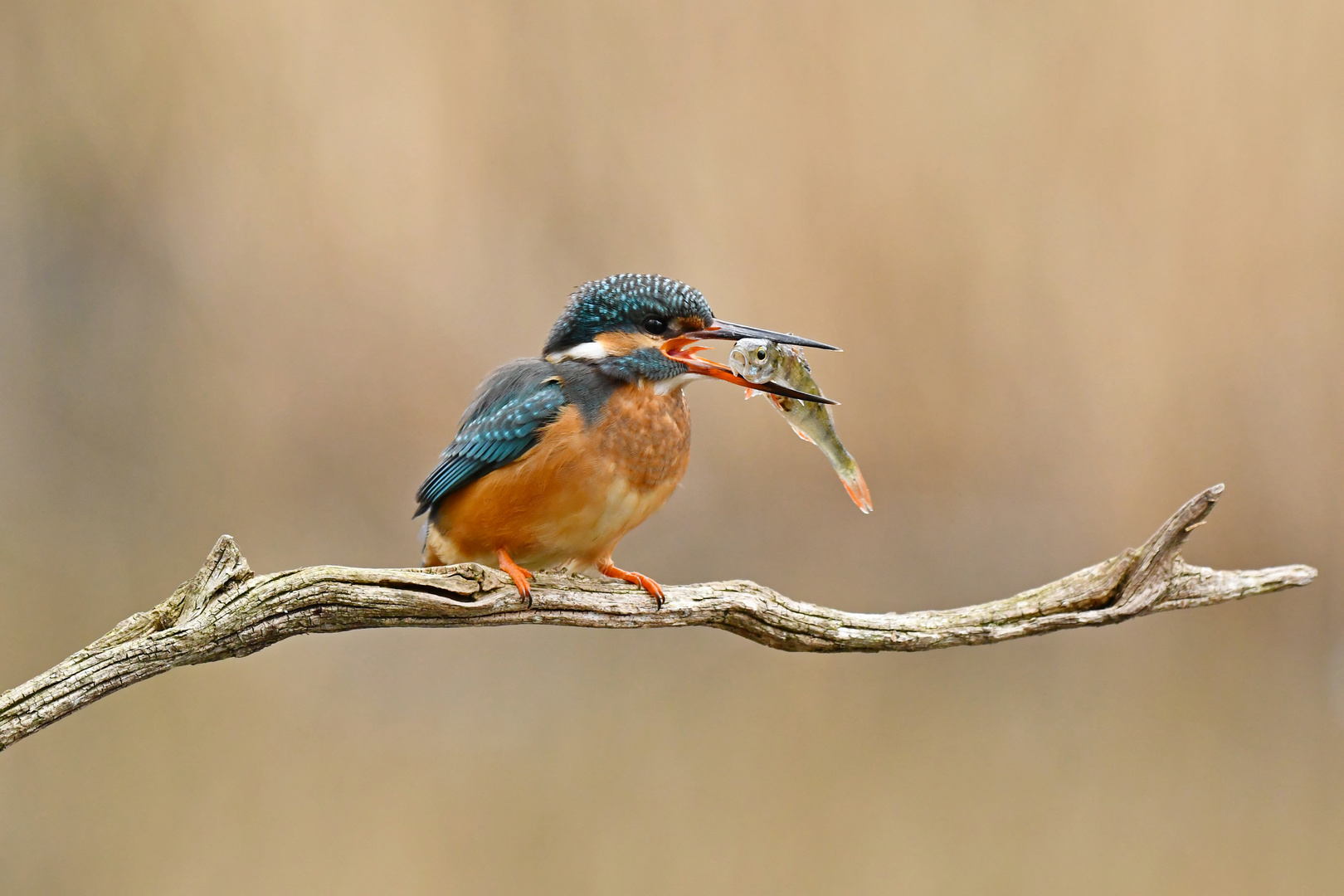 IJsvogel TOI_5386