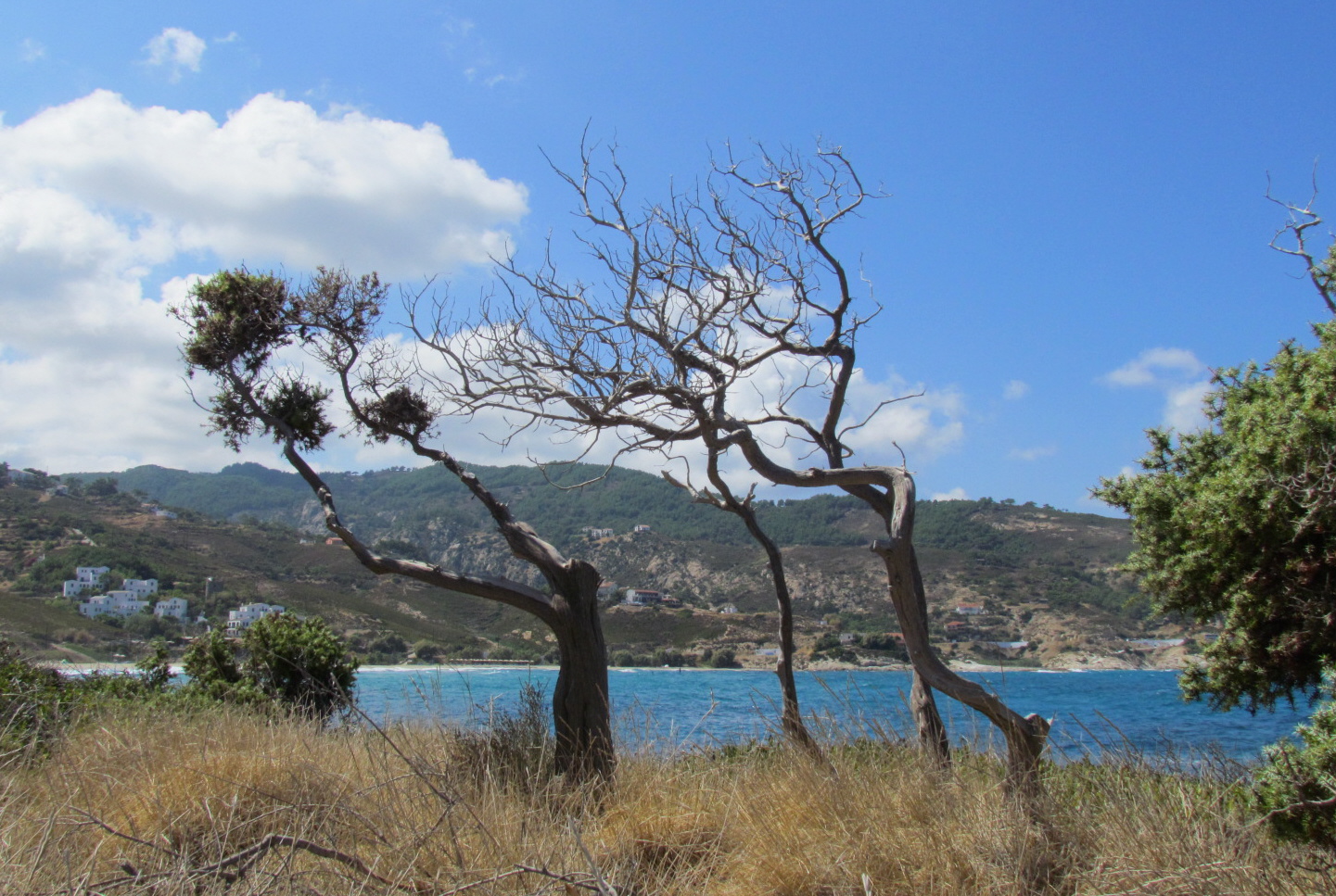 Ikaria