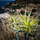 Ikaria - Disteln oberhalb Fytema Bucht