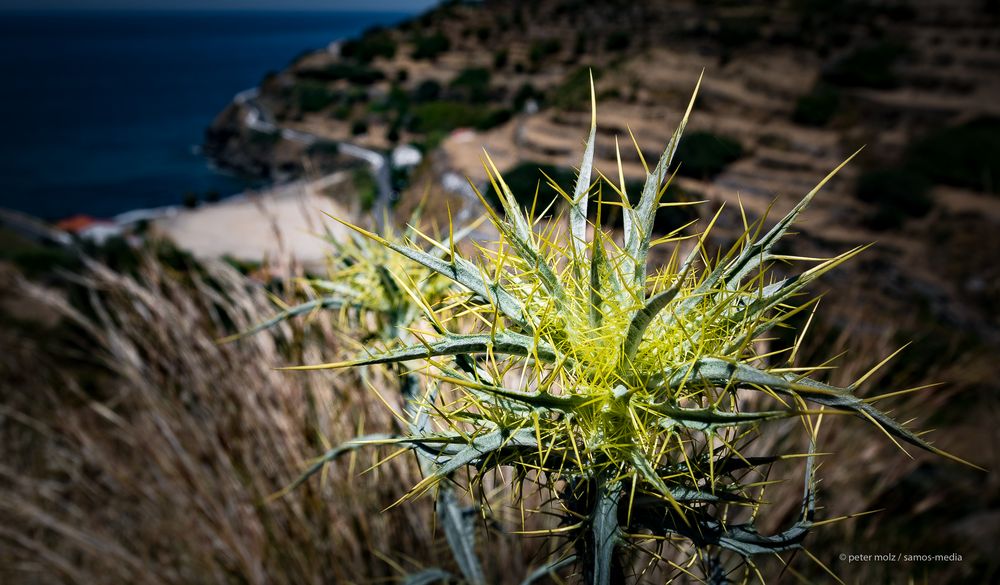 Ikaria - Disteln oberhalb Fytema Bucht