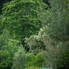 Ikaria - Trees