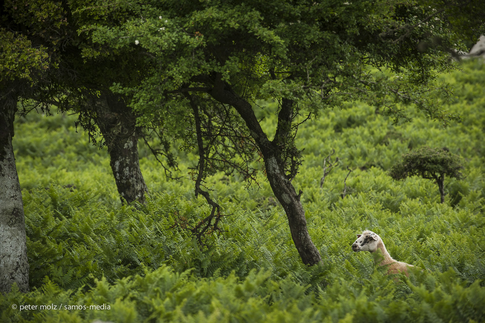 Ikaria - Wild goat