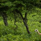 Ikaria - Wild goat