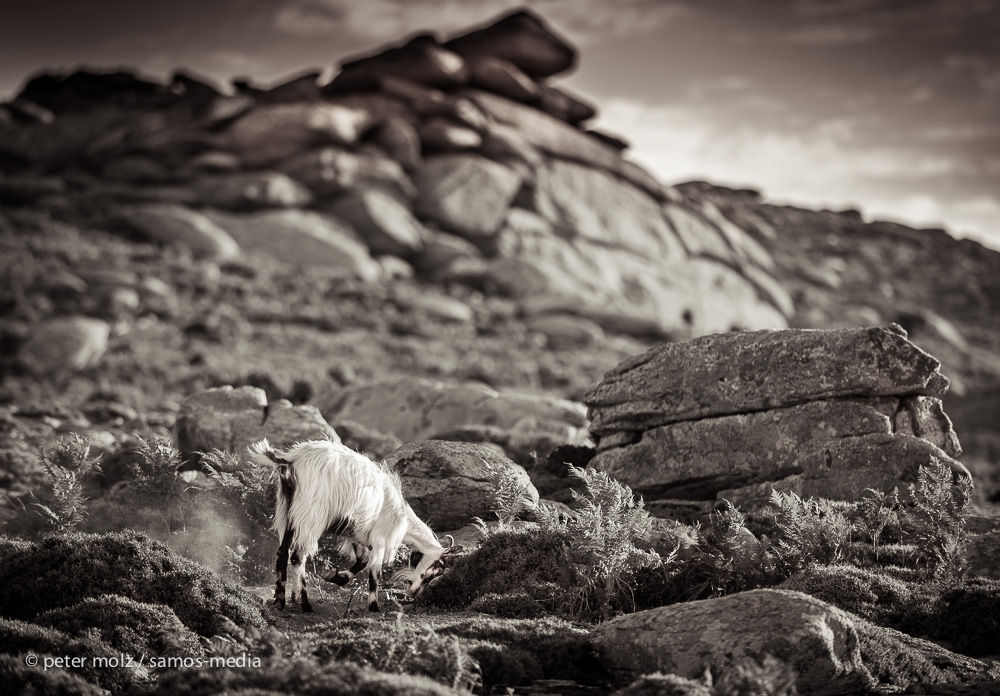 Ikaria - Wild goat in the mountains