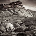 Ikaria - Wild goat in the mountains