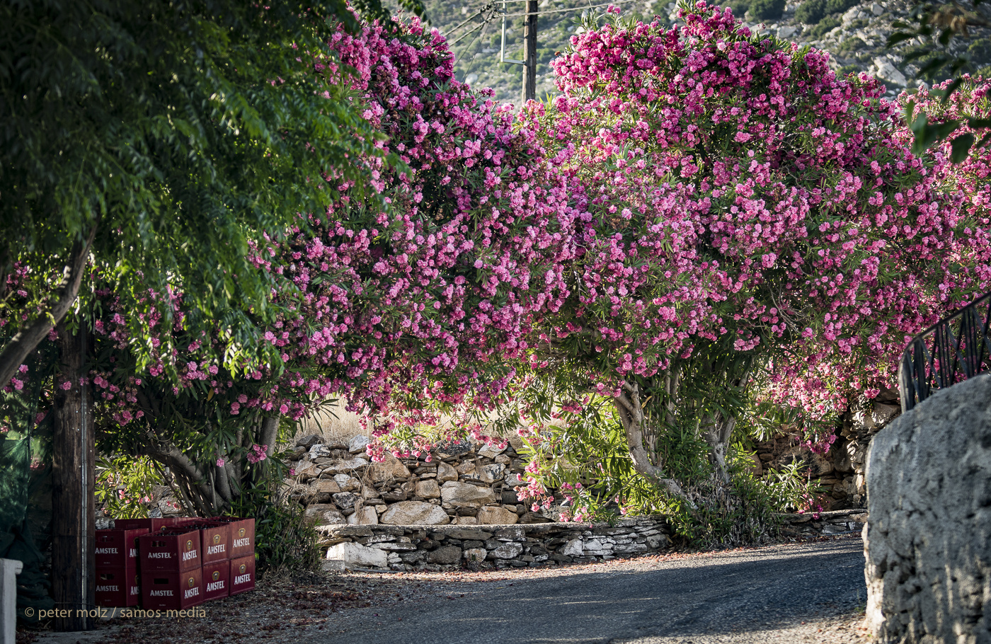 Ikaria/Greece - Beautiful Oleander in Xylosirtis